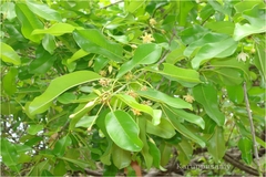 Manilkara roxburghiana